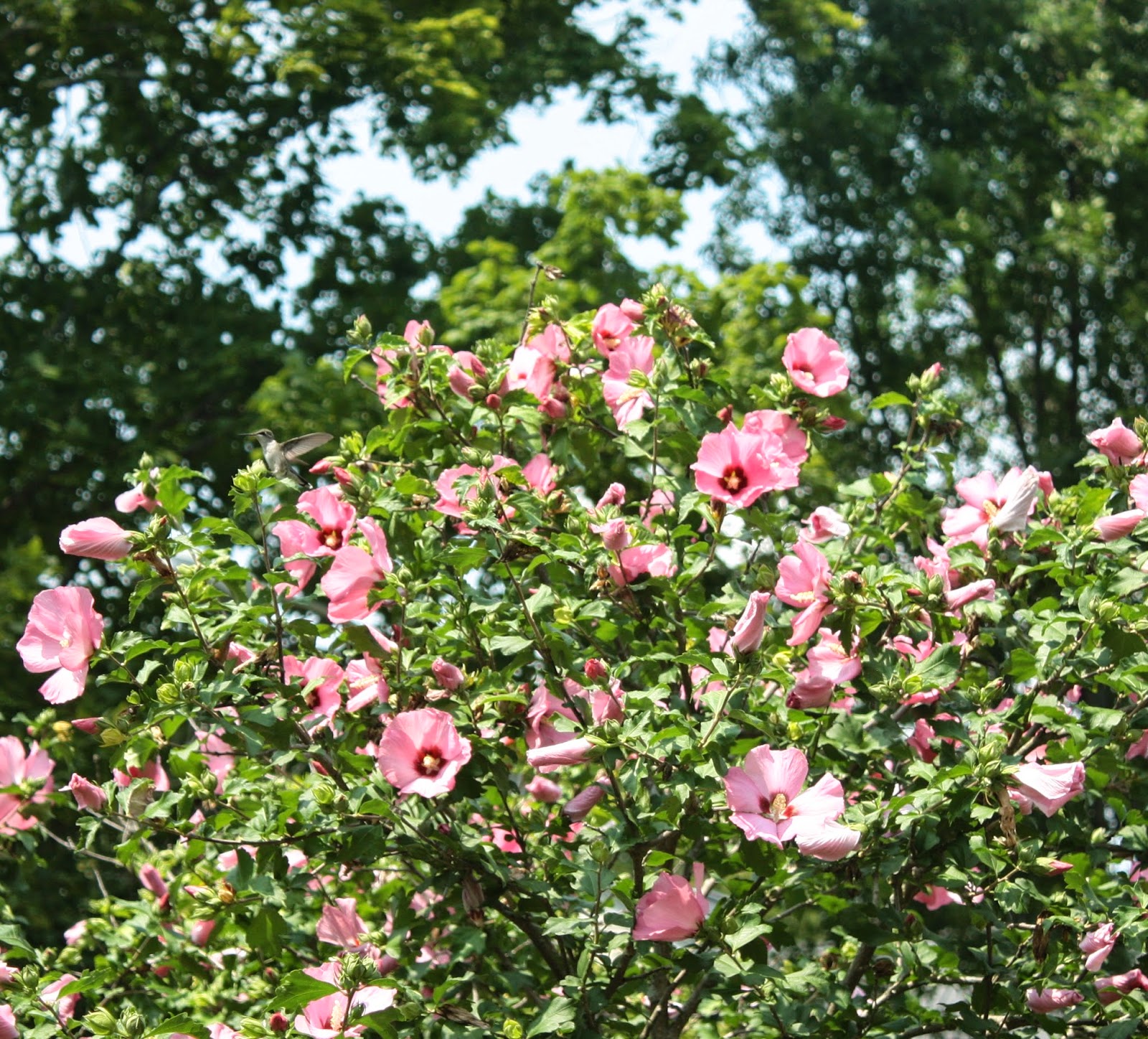Australian Native Plants Archives Ramblings From A Desert Garden