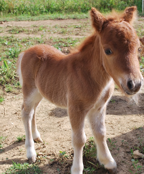 Benvenuto Ercole, il mini pony 