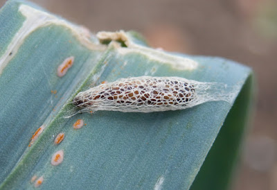 Leek moth cocoon