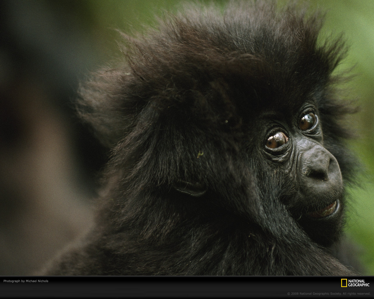 funny gorilla wallpaper