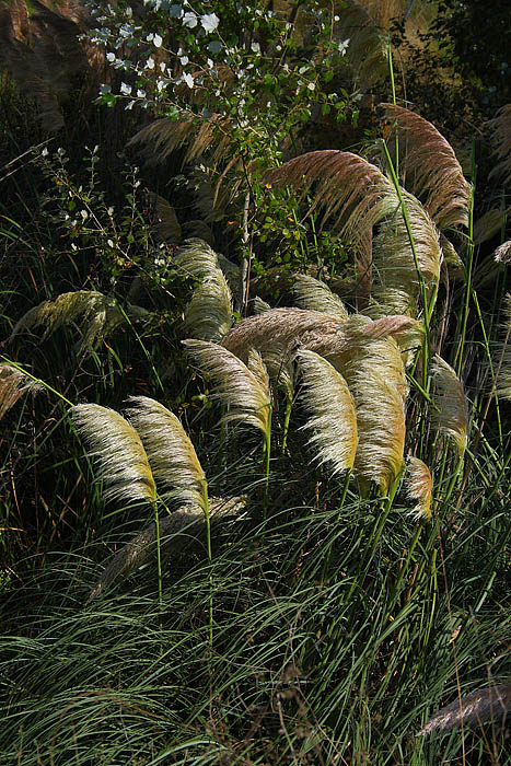 Pampas Grass Pampas Grass