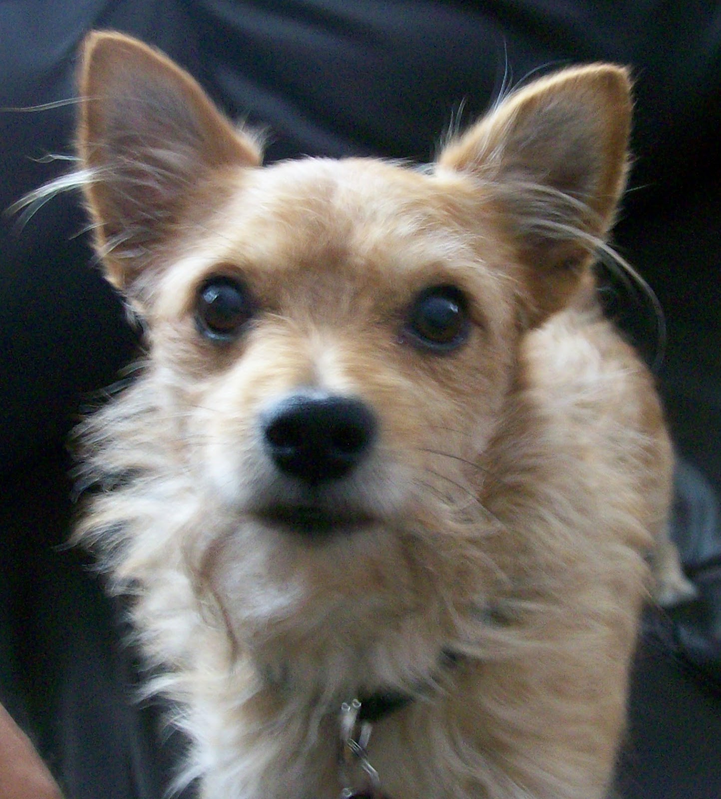 Chihuahua Pitbull Mix Dog Training Home Dog Types