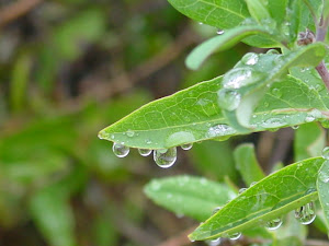 Raindrops, 2011