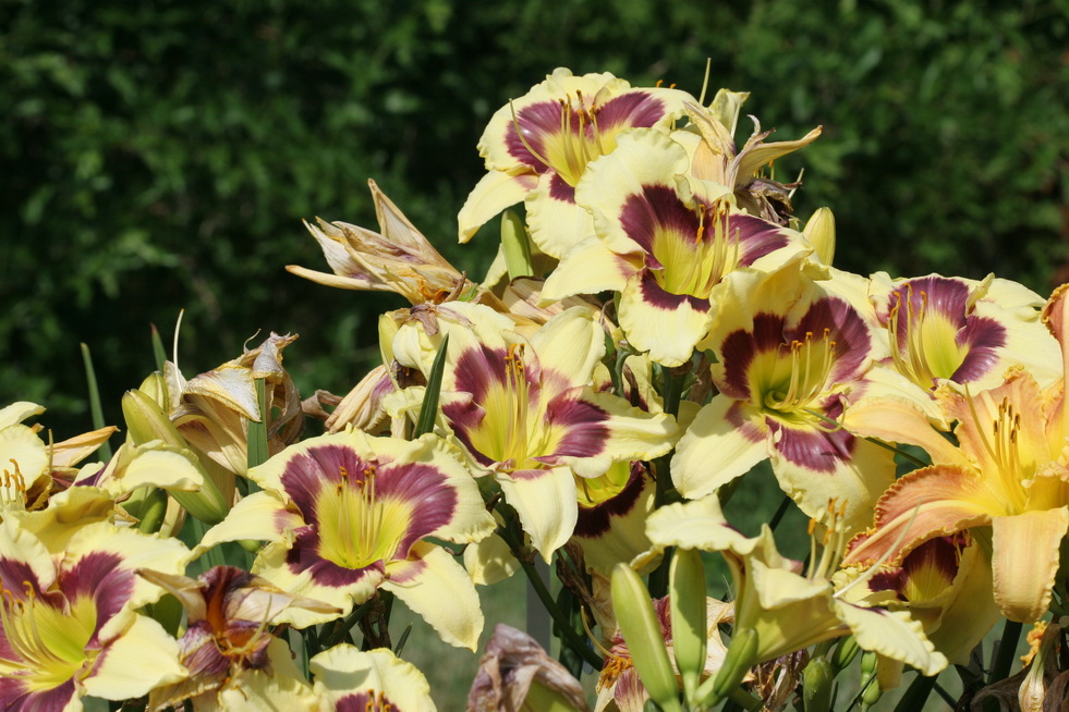 Hungry Zombie Couture Gilding the Lily