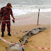Bangkai Haiwan Misteri Terdampar Di Tepi Pantai Di Sarawak