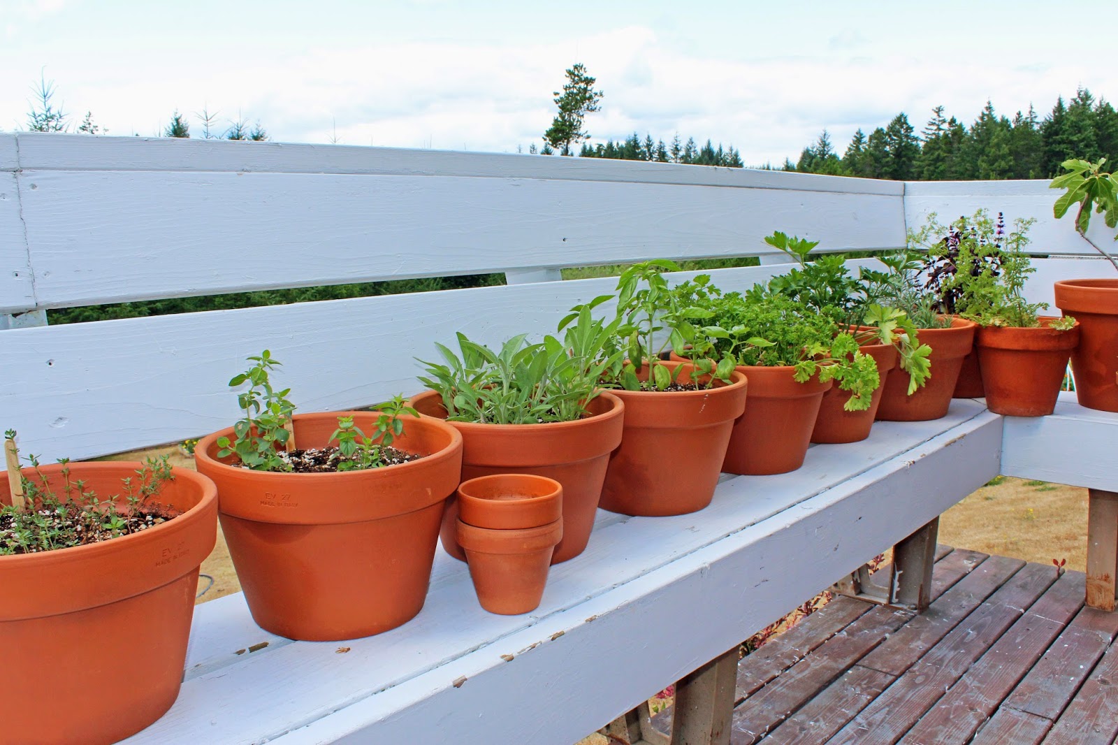 Nurturing A Simple Life Potted Herb Garden