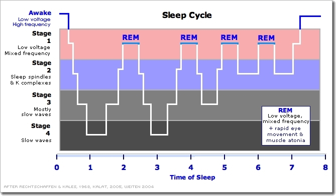 Stages Sleep