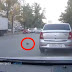 Pigeon causes three-car smash after crossing road and refusing to fly away