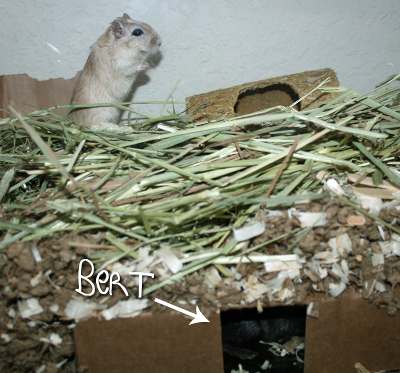Daisy the Curly Cat Gerbils Love Boxes, Too
