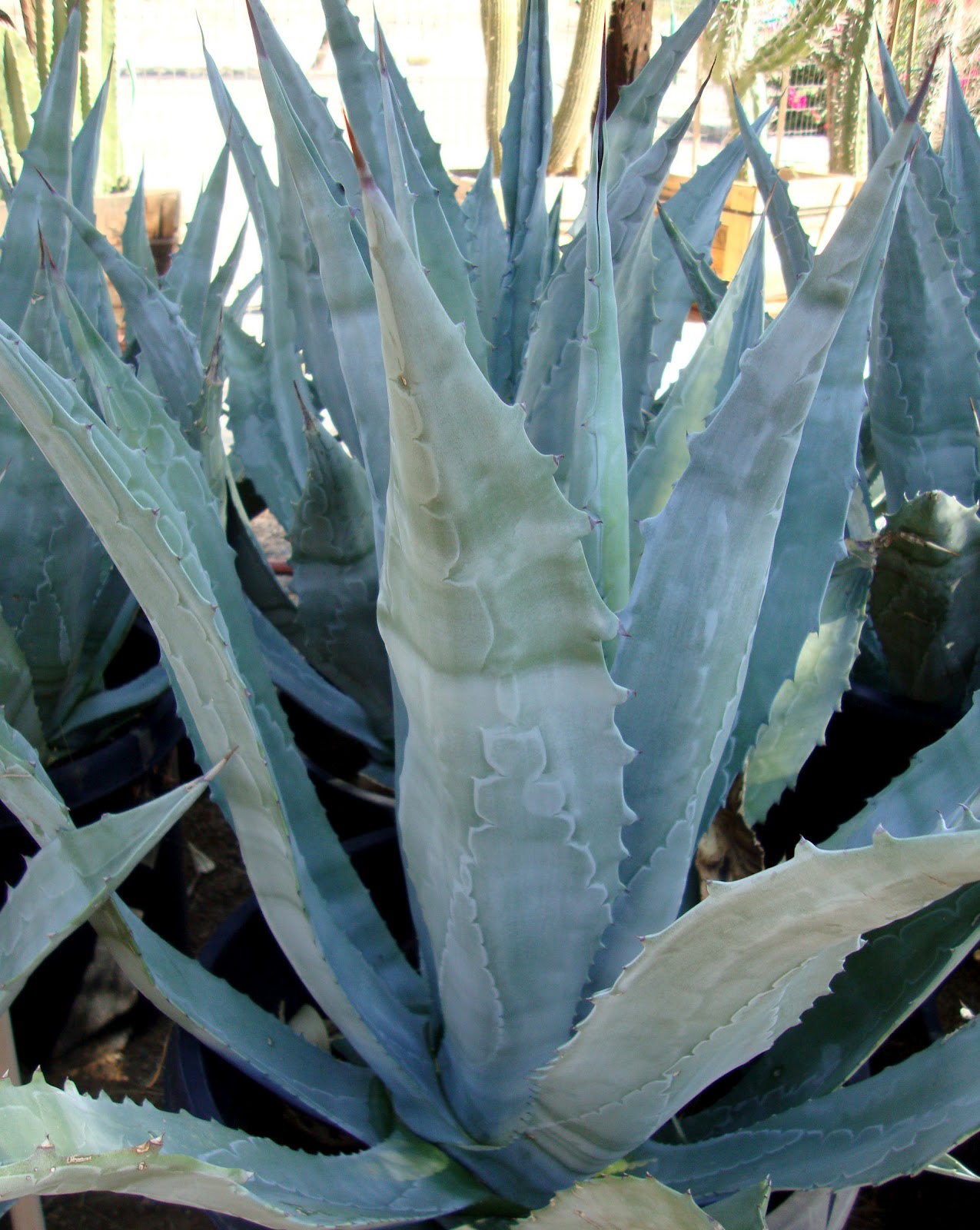 danger garden Desert Gardens Nursery, Phoenix, AZ&hellip;