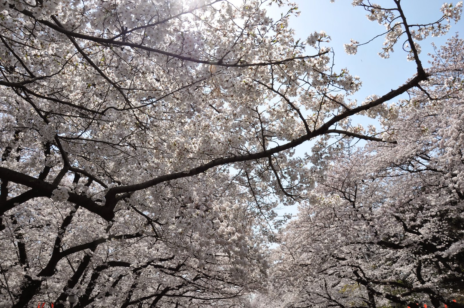 退休 旅遊 夢想 2015東京賞櫻遊記 4 4 上野賞櫻飄雪 阿美橫町
