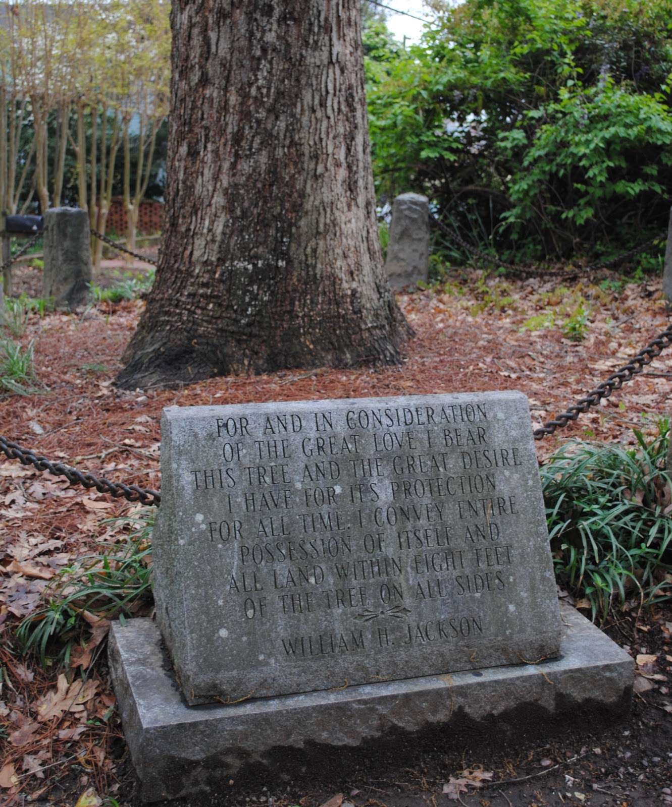 The Carpetbagger The Tree that Owns Itself