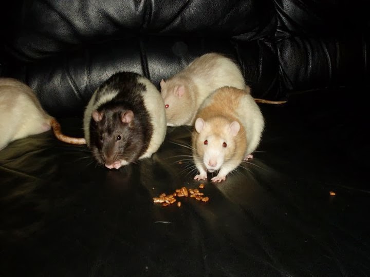 Dark Thoughts Weekly Rat Facts How To Get A Sick Rat To Eat