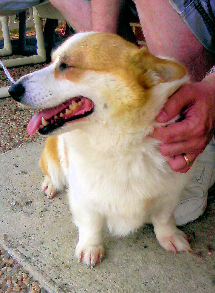 Woofur Dog And Cat Services Woofur Dog And Cat Services