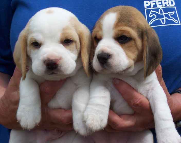 Beagle dogs MY PETS