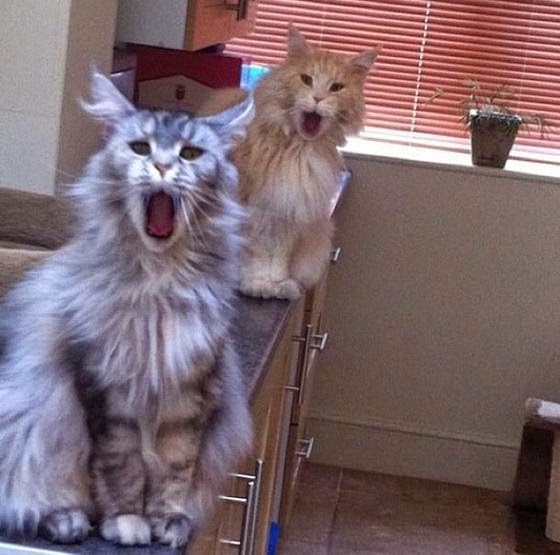 Смешные коты фото. Реакция моих котов, когда я выхожу из душа