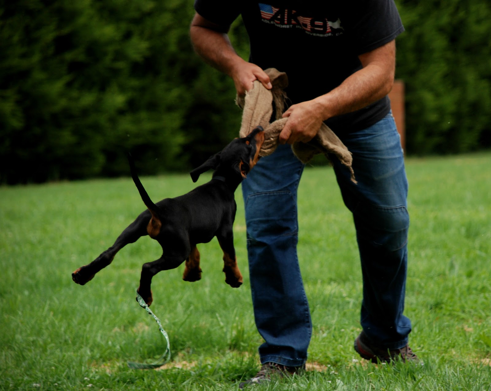 Ipo Dog Training Melbourne Ipo Dog Training Melbourne