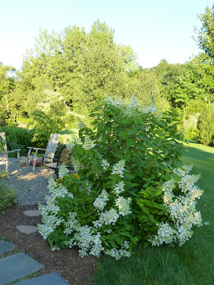 Plant Inventory At 20 Timothy Aesculus Parviflora Bottlebrush