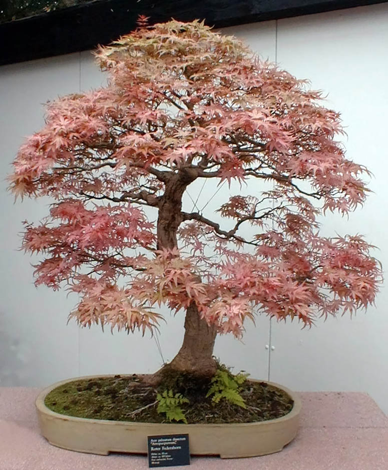 Amazing Bonsai Trees Wallpapers Beautiful Bonsai Trees Pictures RAJSLOG