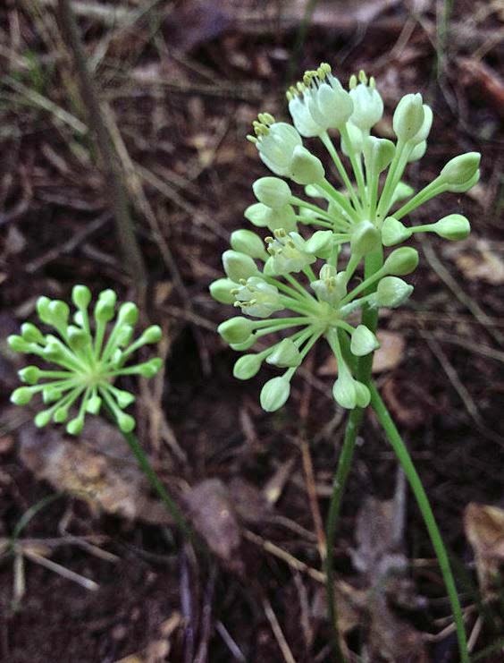 The Phytophactor Summer flowering woodland perennial ramp