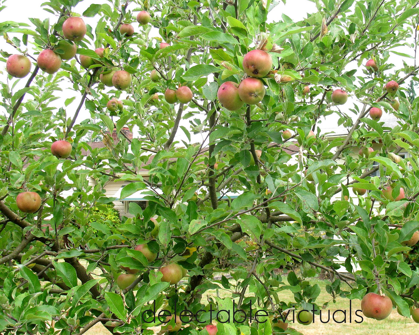Jonagold Apple Tree "A seed hidden in the heart of an apple is an