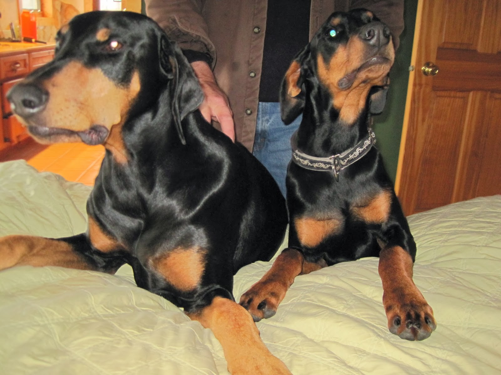 "Black Friday" at Doberman Rescue Minnesota! Doberman Rescue
