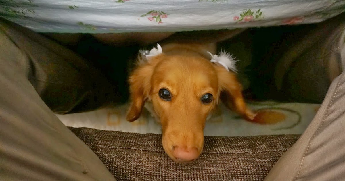 ゴルフ マラソン好きなダンディ親父 エンジョイｎｏｗ 犬に危険な食べ物