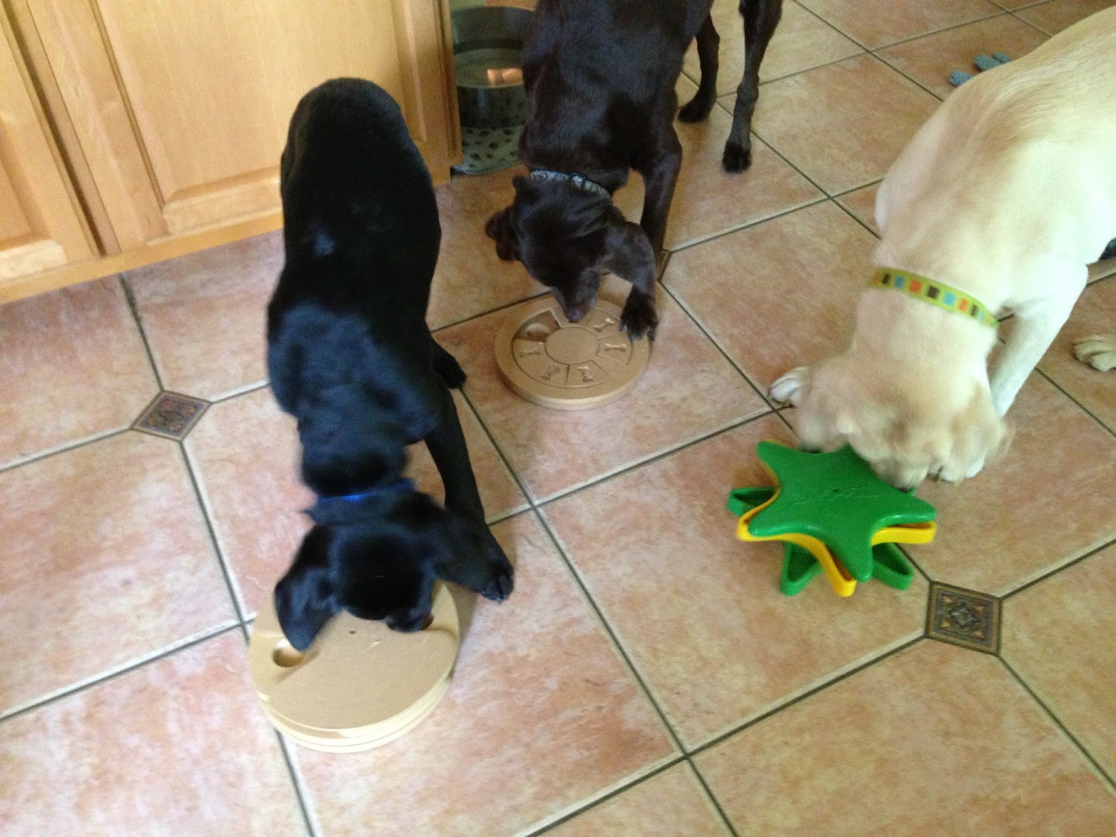 Mclean puppy chronicles: september 2013