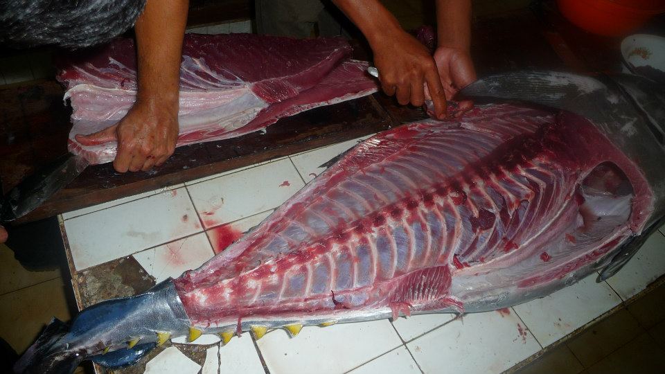 INDONESIA SPEARFISHING ADVENTURE Dismantling a whole fresh 110 pounds Bigeye Tuna