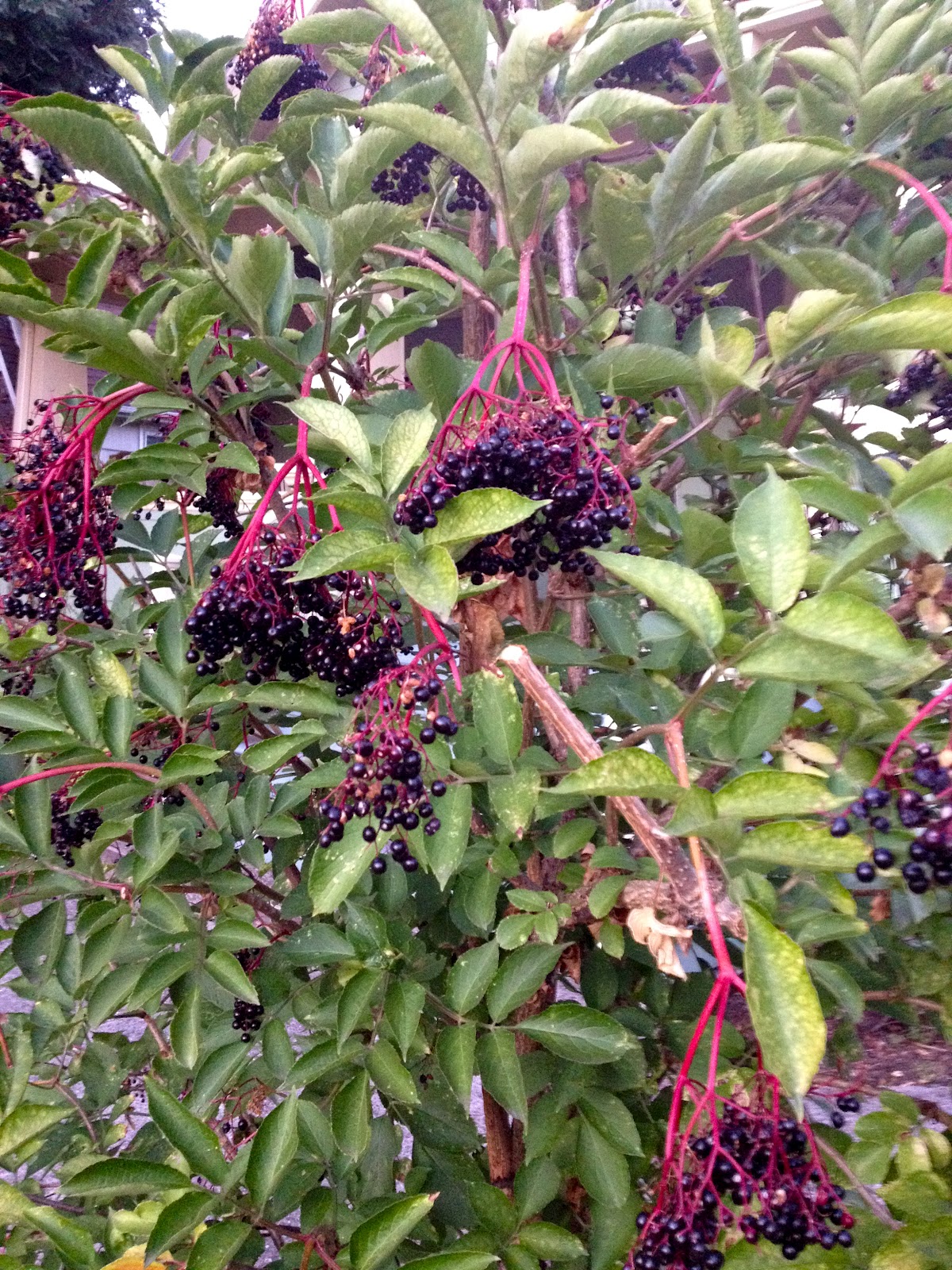 Porcelain Berry Vine