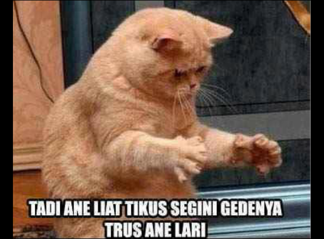 Kicau-angsa: Kumpulan Meme Kucing Paling Gokil dan Menggelikan