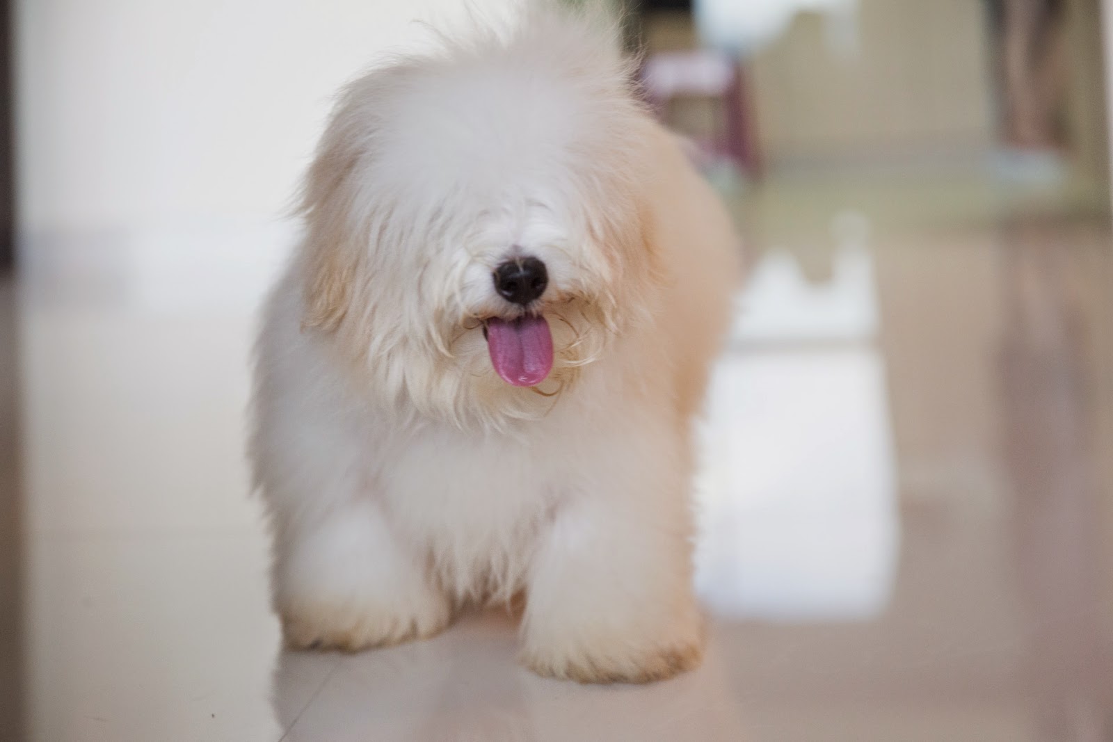 coton de tulear singapore