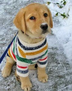 Dog Breeds That Help With Depression Dog Breeds That Help With Depression