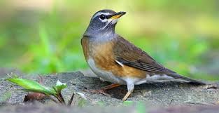 Burung Anis Kuning Warisan Spesies Langka Indonesia Jolemboong