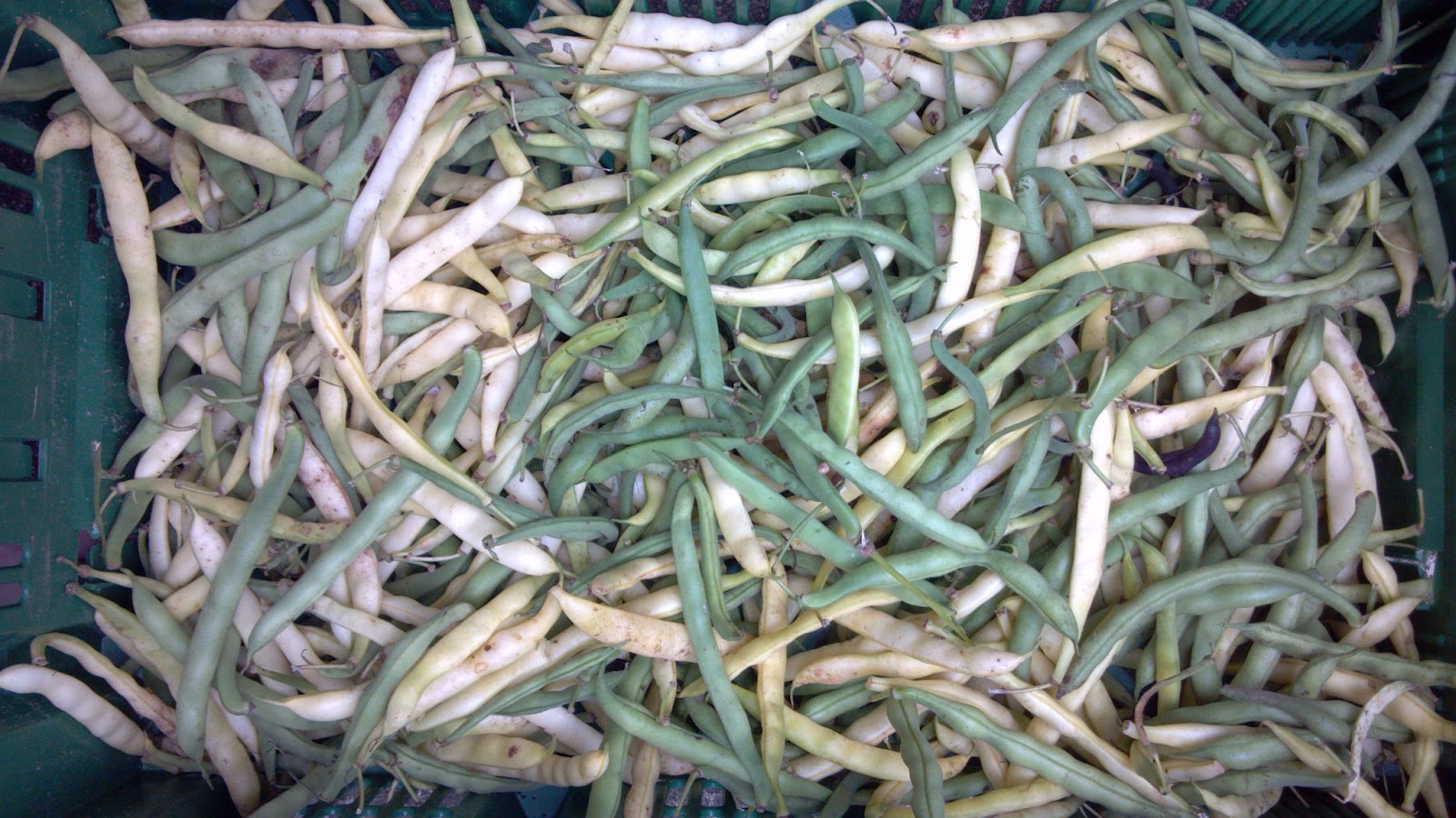 Beans, Beans the Musical Fruit!