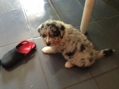Australian Shepherd puppy blue merle