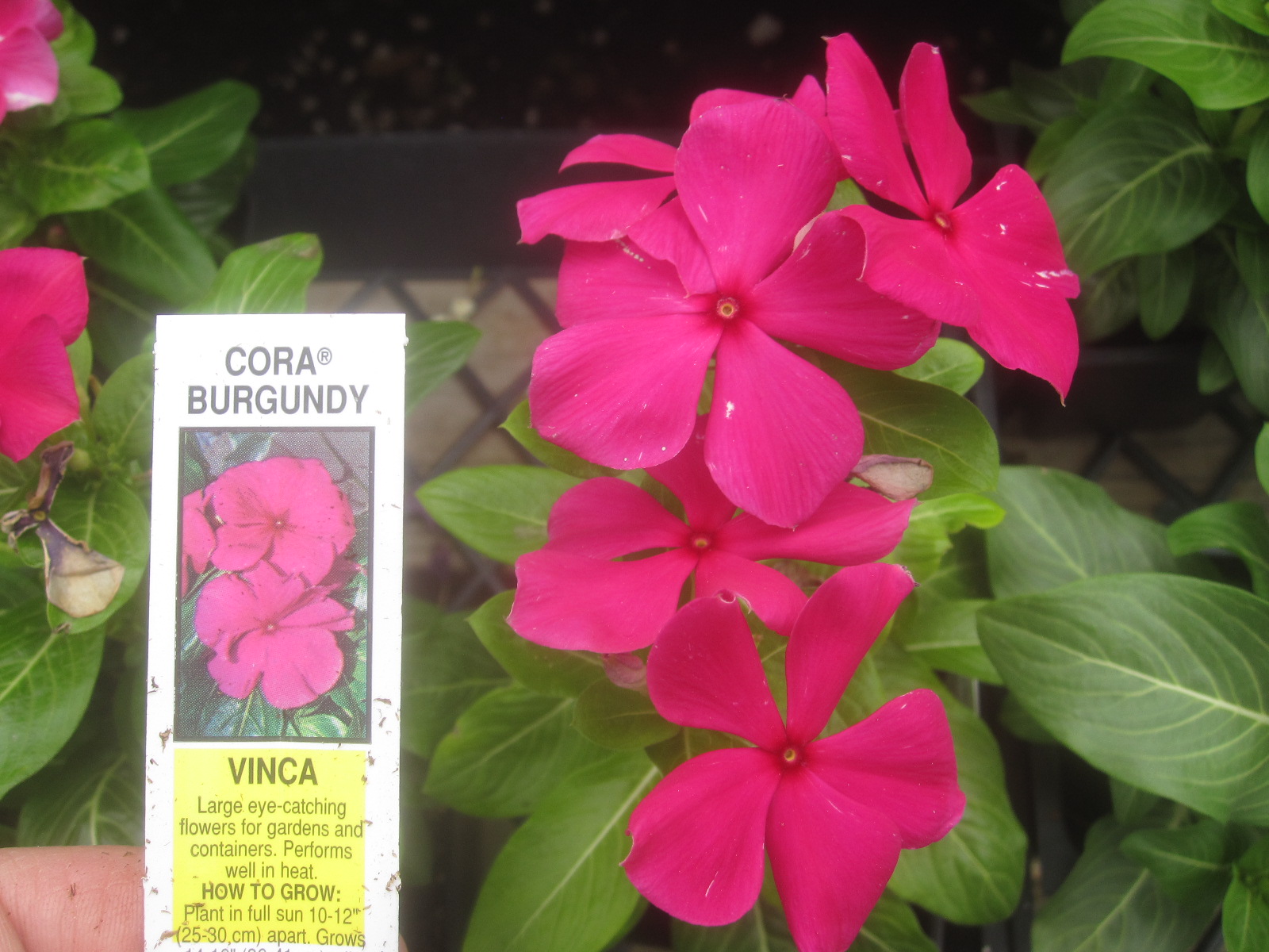 Vinca Cora Burgundy
