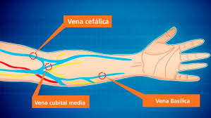 Anatomia de venas