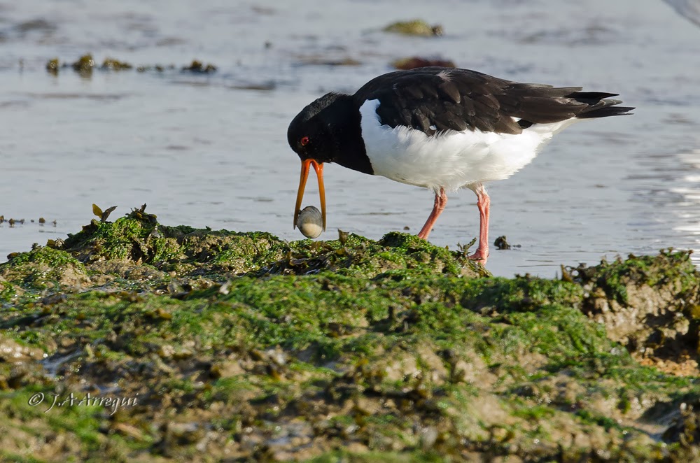 Ostrero euroasiatico, Haematopus ostralegus, Eurasian oystercatcher Ostrero euroasiatico, Haematopus ostralegus, Eurasian oystercatcher