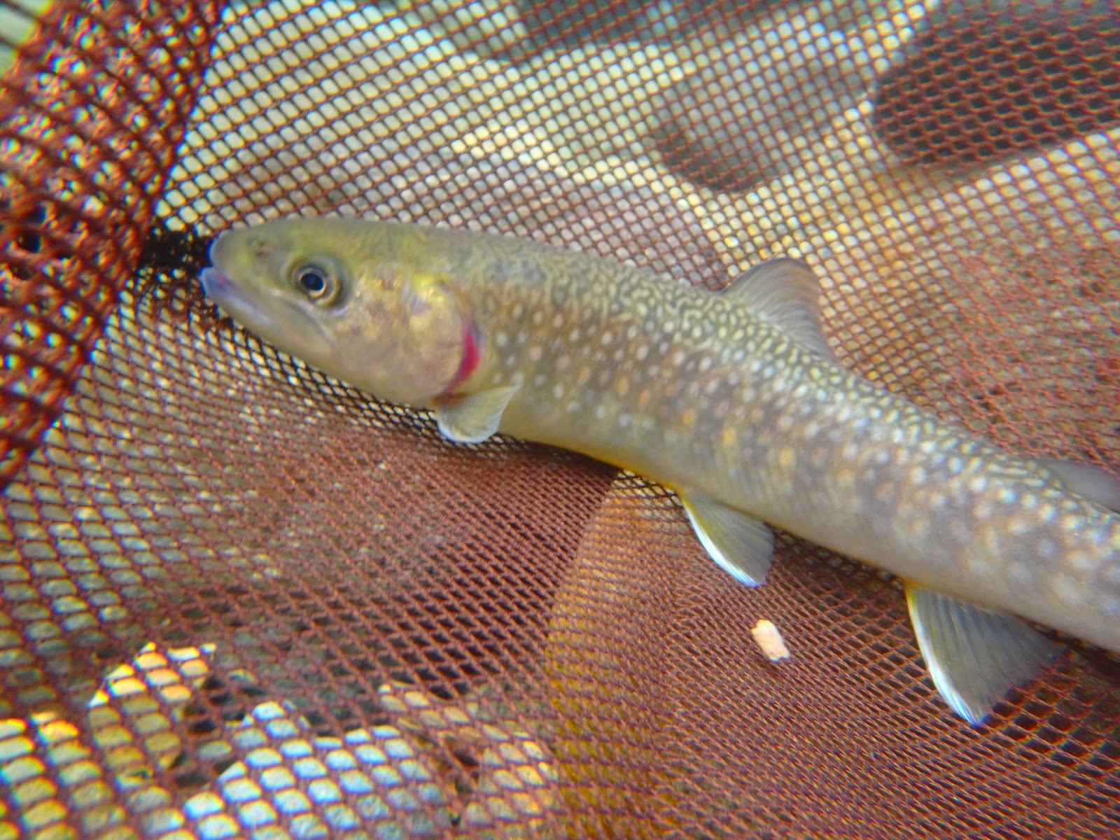 この川をさかのぼり 7月 15