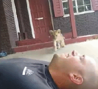 Funny animal gifs - part 116 (10 gifs), lion cub playing with human