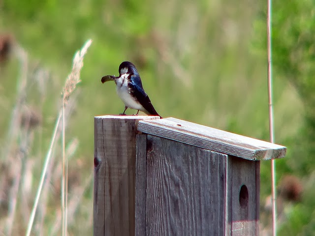 Tree Swallow Habitat: Tree Swallow Birdhouse