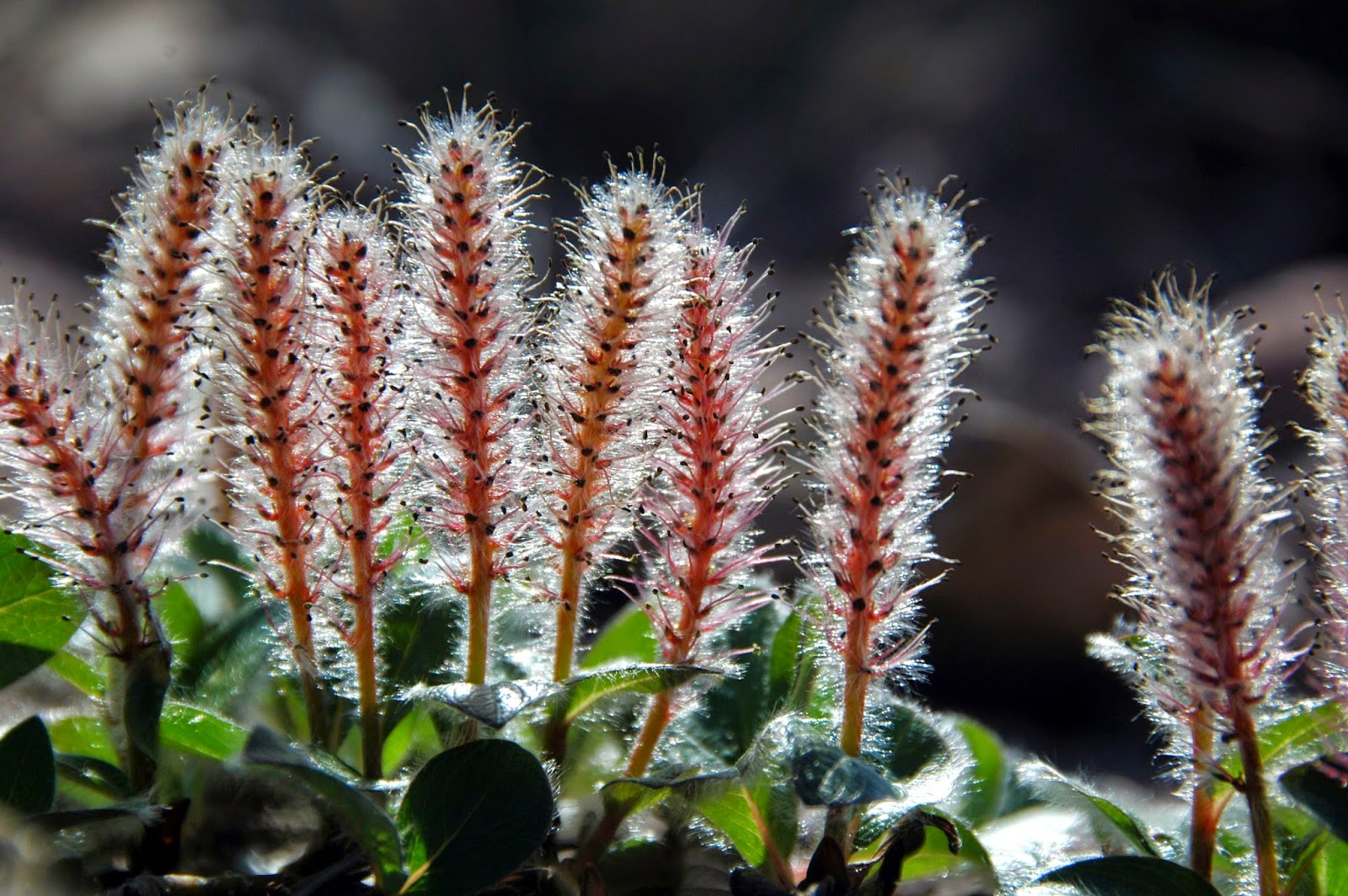 Trees Salix arctica Arctic Willow