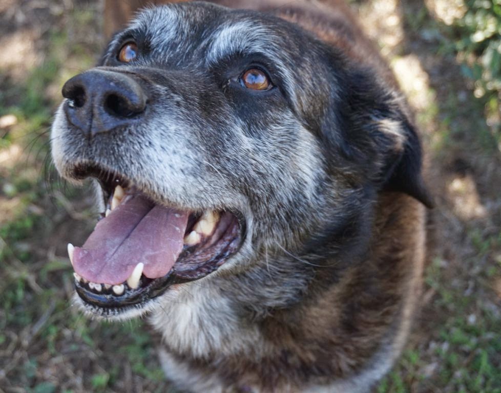 Lebensretter für Hunde aus Tötungsstation gesucht! Große Hunde