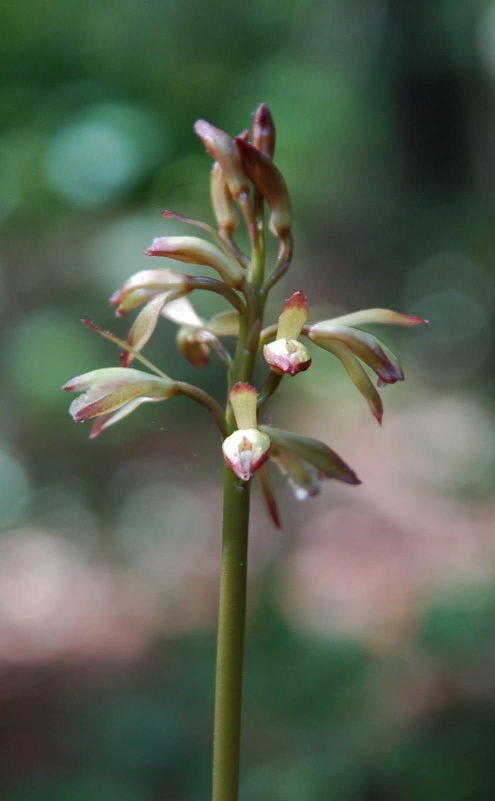 Using Native Plants Orchids That Might be in Your Yard