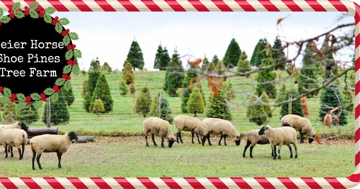 The Missouri Mom Meier Horse Shoe Pines Tree Farm in Jackson, Missouri