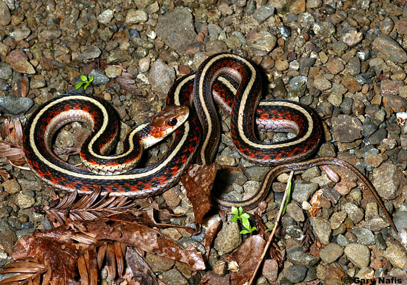Snakes Red Sided Garter Snake