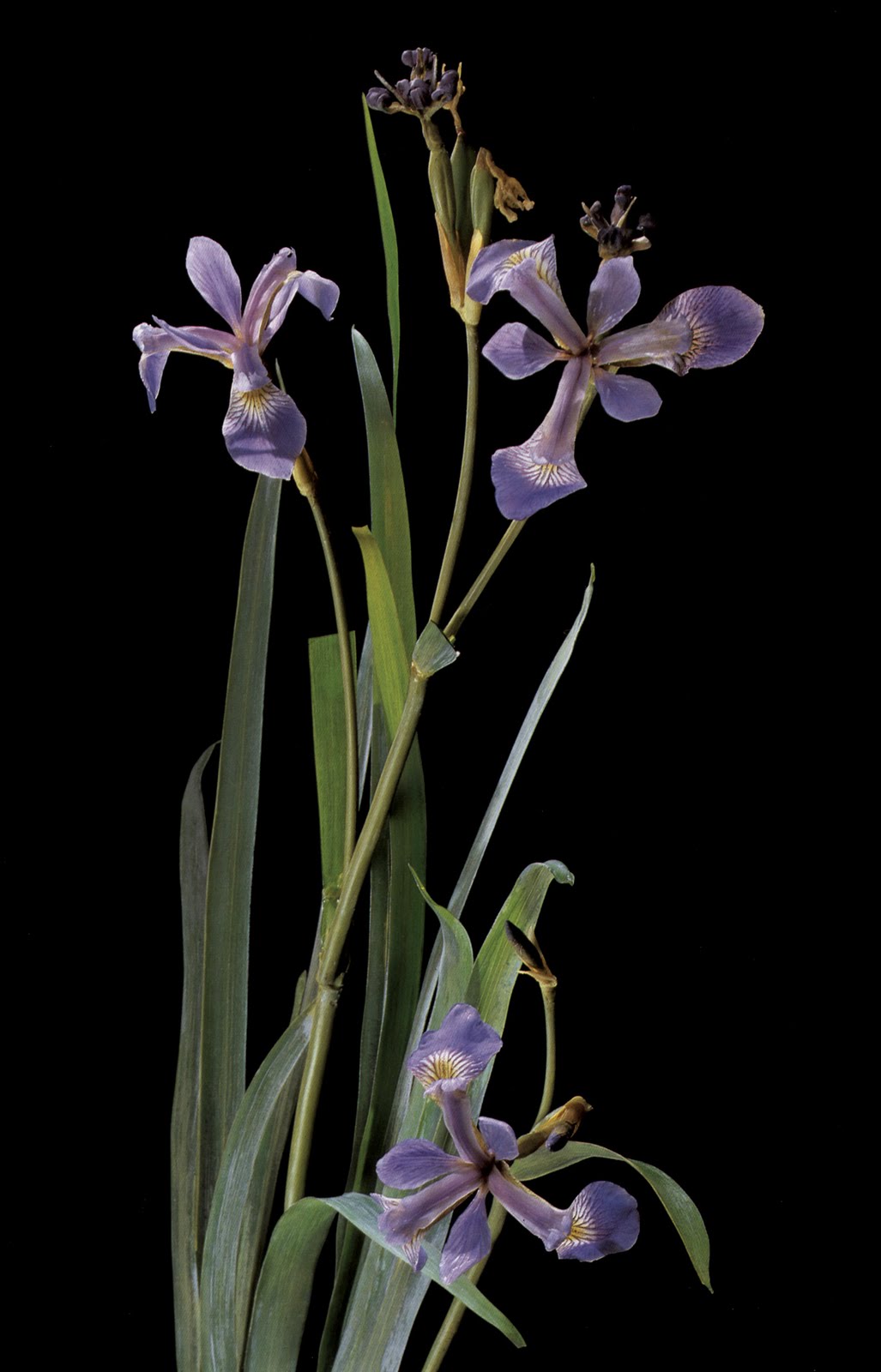 HEATHER KING THE GLASS FLOWERS AT HARVARD