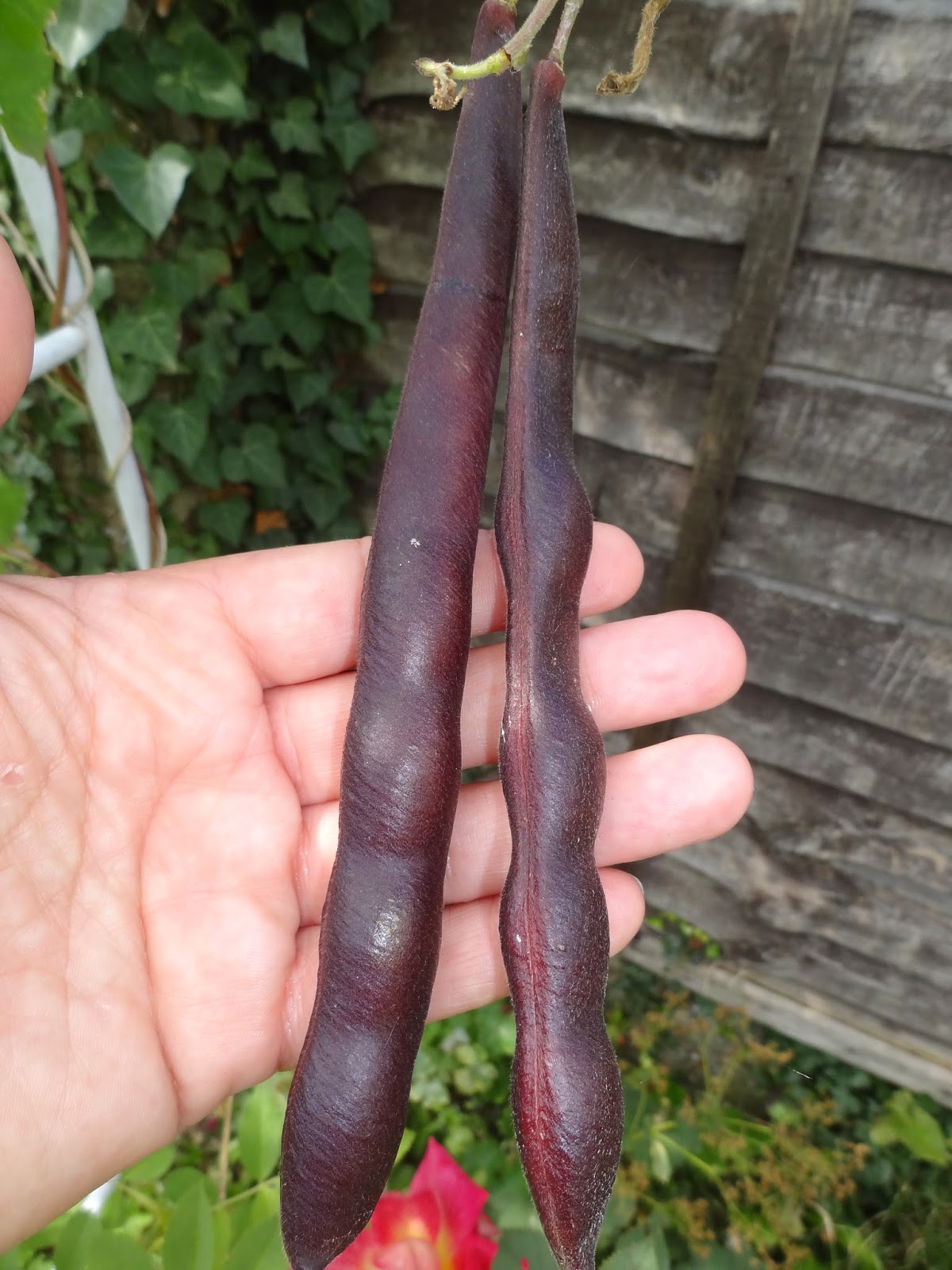Down on the Allotment Beanz