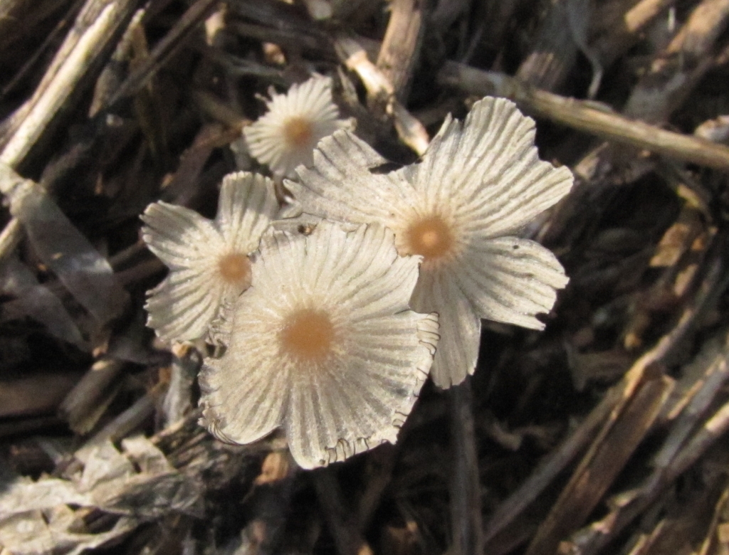 as the caps split they take on the look of tiny fungi flowers these in fact are most likely a variety called non inky coprinus - Other Words For Tiny as the caps split they take on the look of tiny fungi flowers these in fact are most likely a variety called non inky coprinus - Other Words For Tiny